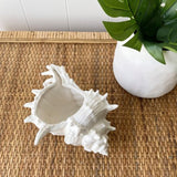 Ivory House | Mode Conch Shell Decorative Sculpture