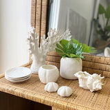 Ivory House | Mode Conch Shell Decorative Sculpture